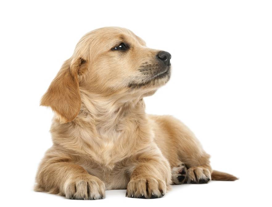 Hunde sind willkommen MUR Hotel Neptuno Gran Canaria Hunde sind willkommen MUR Hotel Neptuno Gran Canaria